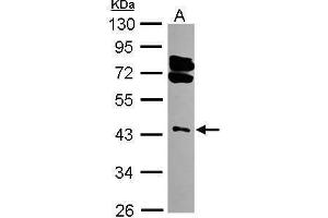 Image no. 2 for anti-Ring Finger Protein 1 (RING1) (Center) antibody (ABIN2855120)