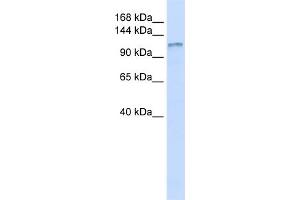 Image no. 1 for anti-Diacylglycerol Kinase, eta (DGKH) (Middle Region) antibody (ABIN2782346)