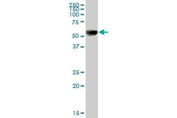 UGT1A9 antibody  (AA 1-530)