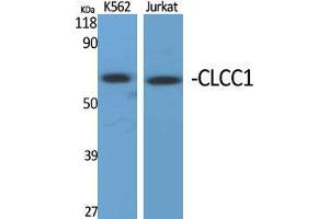 Image no. 2 for anti-Chloride Channel CLIC-Like 1 (CLCC1) (Internal Region) antibody (ABIN3183952)