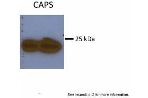 Image no. 1 for anti-Calcyphosine (CAPS) (N-Term) antibody (ABIN2787679)