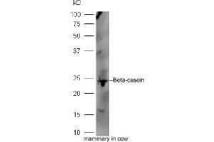 Bocine mammary tissue lysates probed with Rabbit Anti-Beta-casein Polyclonal Antibody, Unconjugated (ABIN1385095) at 1:300 overnight at 4 °C.