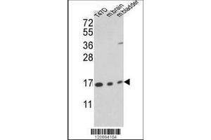 Image no. 1 for anti-Peptidylprolyl Isomerase A (Cyclophilin A) (PPIA) (AA 8-37), (N-Term) antibody (ABIN389487)