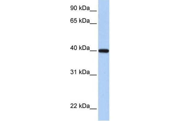 anti-Retinol Dehydrogenase 11 (All-Trans/9-Cis/11-Cis) (RDH11) antibody