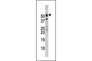 Image no. 2 for anti-Nucleoporin 50kDa (NUP50) (AA 432-461), (C-Term) antibody (ABIN388619)