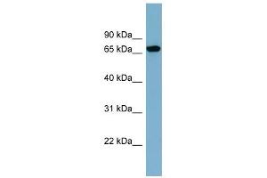 Image no. 1 for anti-Sorting Nexin 18 (SNX18) (N-Term) antibody (ABIN634337)