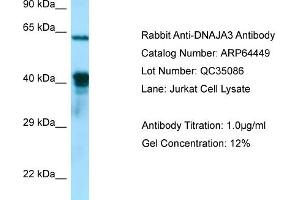 Image no. 1 for anti-DnaJ (Hsp40) Homolog, Subfamily A, Member 3 (DNAJA3) (C-Term) antibody (ABIN2789841)