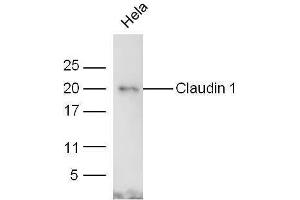 Image no. 3 for anti-Claudin 1 (CLDN1) (AA 121-211) antibody (ABIN686407)
