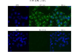 Image no. 1 for anti-Chromodomain Protein, Y-Like (CDYL) (N-Term) antibody (ABIN2783639)