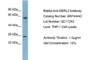 Image no. 1 for anti-Der1-Like Domain Family, Member 3 (DERL3) (Middle Region) antibody (ABIN2781868)