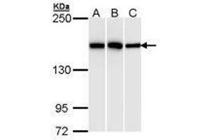 Image no. 1 for anti-High Density Lipoprotein Binding Protein (HDLBP) (AA 372-633) antibody (ABIN467565)
