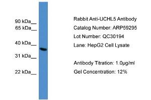 Image no. 1 for anti-Ubiquitin Carboxyl-terminal Hydrolase L5 (UCHL5) (C-Term) antibody (ABIN2788012)