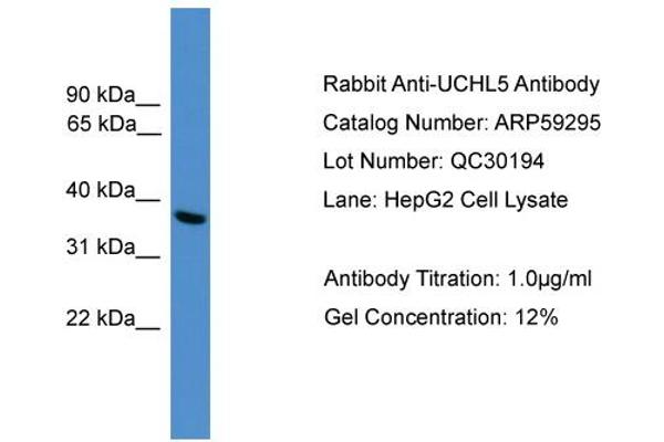 UCHL5 抗体  (C-Term)