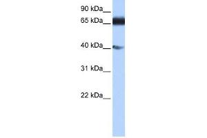 anti-Zinc Finger Protein 879 (ZNF879) (N-Term) antibody
