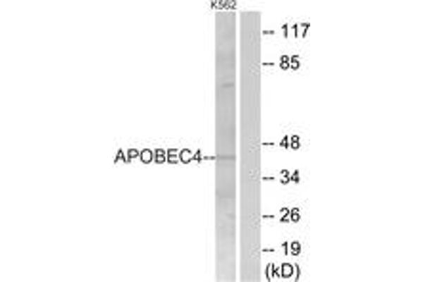 anti-Apolipoprotein B mRNA Editing Enzyme, Catalytic Polypeptide-Like 4 (Putative) (APOBEC4) (AA 309-358) antibody