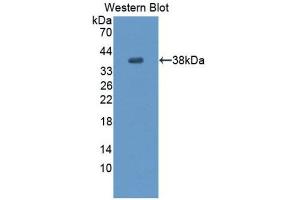 Image no. 1 for anti-Endothelial PAS Domain Protein 1 (EPAS1) (AA 24-348) antibody (ABIN1176140)