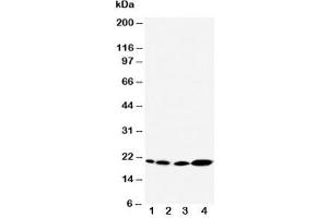 Image no. 4 for anti-Caveolin 2 (CAV2) (AA 1-17) antibody (ABIN3030339)