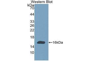 Image no. 1 for anti-Growth Differentiation Factor 2 (GDF2) (AA 320-429) antibody (ABIN1078093)