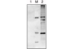 Western-blot membrane for detection of host-cell proteins (HCP) from HEK293 cells using a specific antibody (#ABIN1113182, Antibodies-Online.