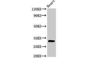 Western Blot Positive WB detected in: Rat heart tissue All lanes: PPP1R3B antibody at 2.