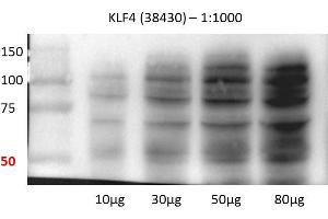 Image no. 3 for anti-Kruppel-Like Factor 4 (Gut) (KLF4) (C-Term) antibody (ABIN2780577)