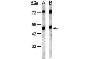 Image no. 2 for anti-Gastrin-Releasing Peptide Receptor (GRPR) (Internal Region) antibody (ABIN2857015)
