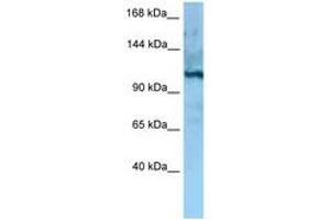 Image no. 1 for anti-MORC Family CW-Type Zinc Finger 4 (MORC4) (AA 747-796) antibody (ABIN6748258)