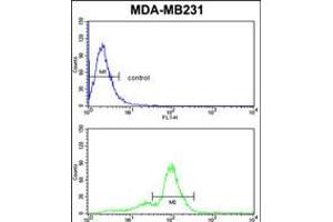 anti-Achaete-scute complex protein T5 (AC) (AA 99-127) antibody