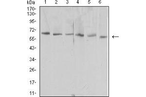 HAVCR1 anticorps  (AA 70-290)