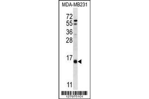 Image no. 1 for anti-Histidine Triad Nucleotide Binding Protein 3 (HINT3) (AA 19-47), (N-Term) antibody (ABIN657020)