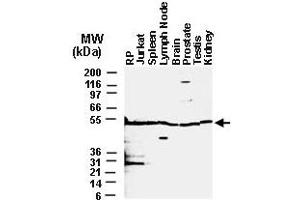 Image no. 2 for anti-Bifunctional Apoptosis Regulator (BFAR) antibody (ABIN537388)