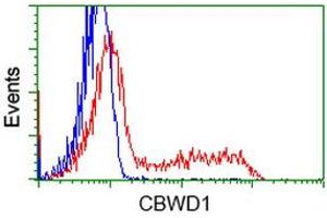 CBWD1 anticorps
