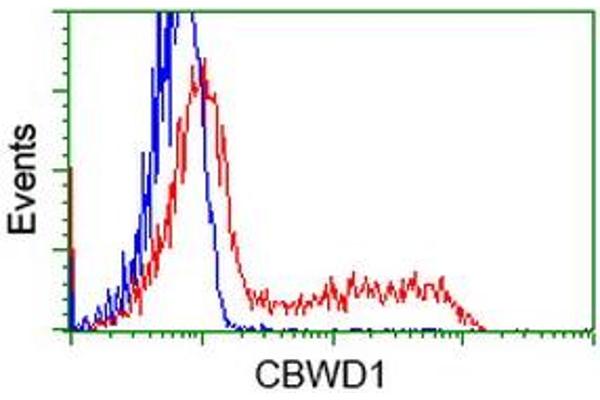 CBWD1 anticorps