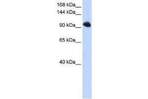 Image no. 1 for anti-Splicing Factor, Suppressor of White-Apricot Homolog (SFSWAP) antibody (ABIN2458510)
