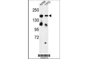 Image no. 1 for anti-High Density Lipoprotein Binding Protein (HDLBP) (AA 764-791) antibody (ABIN653364)