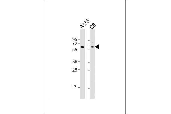 SOX10 Antikörper  (AA 231-259)