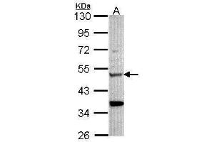 WB Image Sample (30 ug of whole cell lysate) A: Hela 10% SDS PAGE antibody diluted at 1:1000
