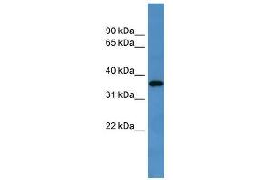 Image no. 1 for anti-G Protein-Coupled Receptor 88 (GPR88) (C-Term) antibody (ABIN927999)