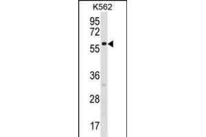 ZN Antibody (N-term) (ABIN1538983 and ABIN2850110) western blot analysis in K562 cell line lysates (35 μg/lane).