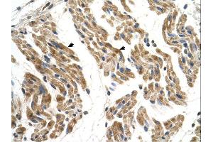 Image no. 1 for anti-Solute Carrier Family 35, Member F2 (SLC35F2) (N-Term) antibody (ABIN630368)