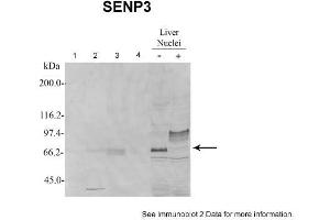 Image no. 2 for anti-SUMO/sentrin Specific Peptidase 3 (SENP3) (N-Term) antibody (ABIN2786148)