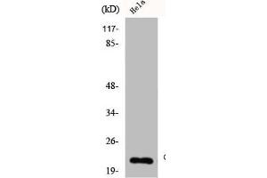 Claudin 4 anticorps  (C-Term)