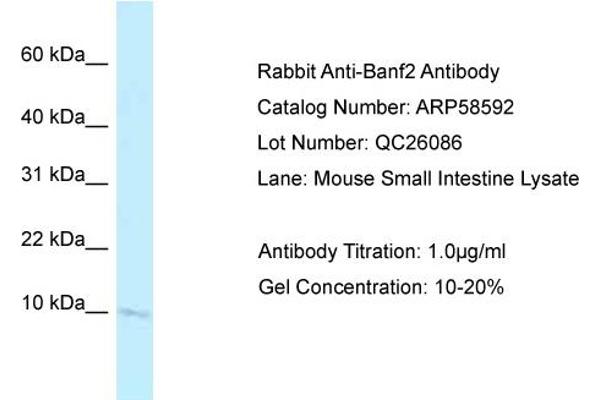 Banf2 antibody  (N-Term)