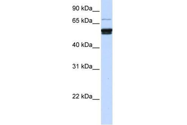 ZNF93 Antikörper  (N-Term)
