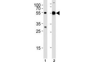 Image no. 4 for anti-Tubulin, alpha 1c (TUBA1C) (AA 414-441) antibody (ABIN3029334)