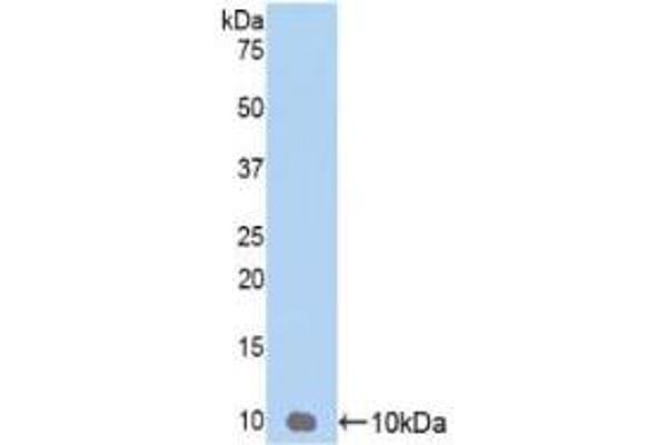 GRO gamma antibody  (AA 35-107)