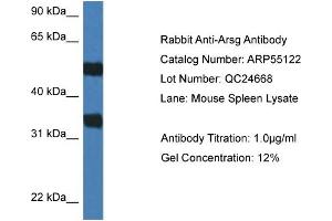 Image no. 1 for anti-Arylsulfatase G (ARSG) (C-Term) antibody (ABIN2786067)