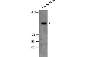 Image no. 2 for anti-Laminin, gamma 1 (LAMC1) antibody (ABIN110106)