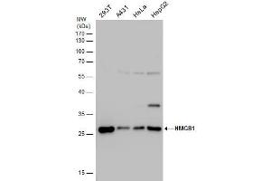 Image no. 3 for anti-High Mobility Group Box 1 (HMGB1) (Center) antibody (ABIN2854997)