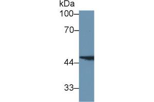 Image no. 2 for anti-Fumarylacetoacetate Hydrolase (Fumarylacetoacetase) (FAH) (AA 40-195) antibody (ABIN1176710)